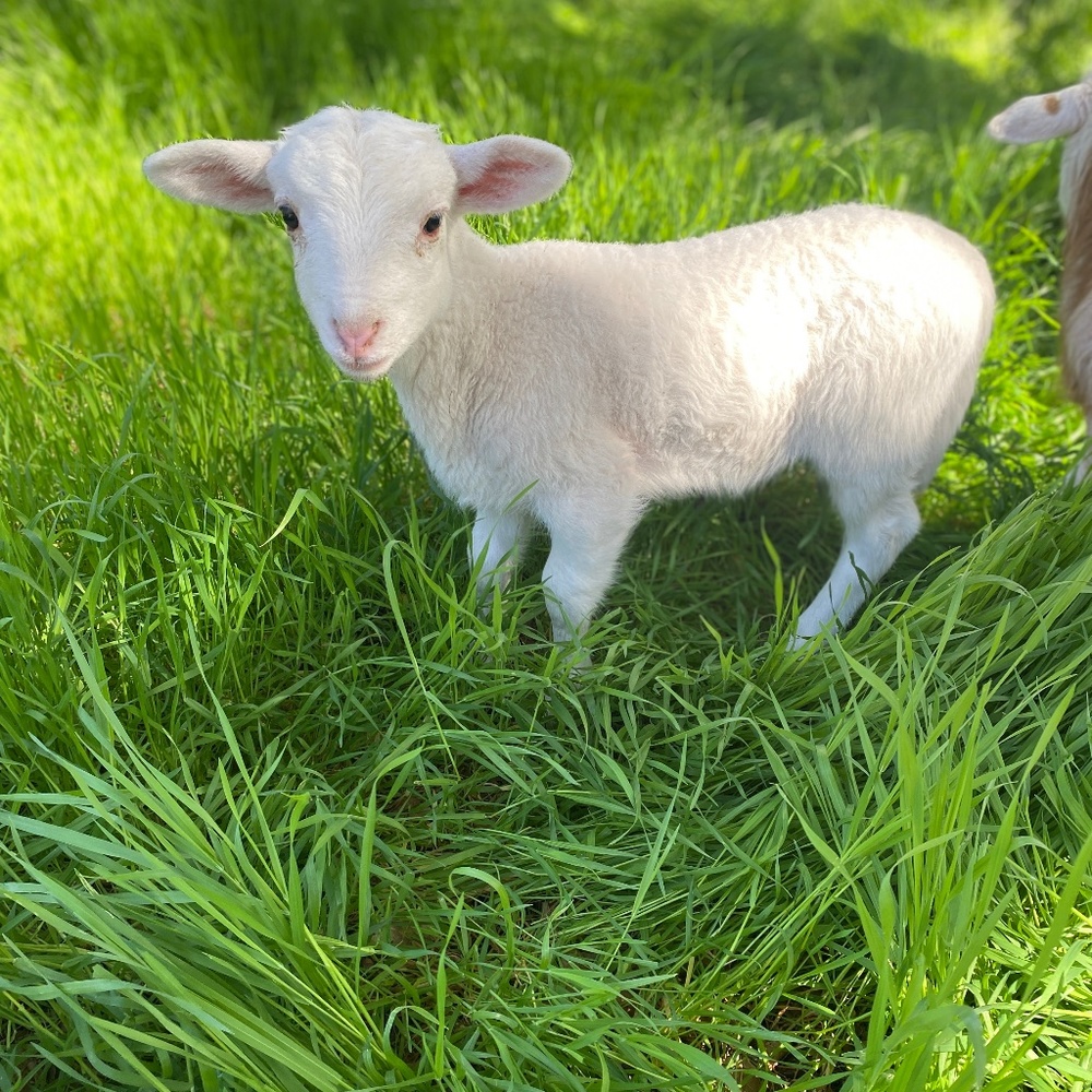 The Weekend Rancher - Picture 3 of 4